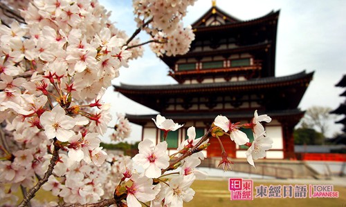 櫻花-櫻花的日語(yǔ)說(shuō)法-櫻花的日文說(shuō)法