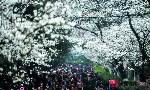 櫻花-蘇州日語-蘇州日語培訓