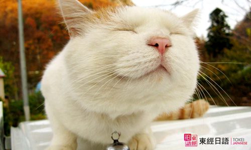 跟貓有關(guān)的日語-蘇州日語培訓(xùn)班-蘇州園區(qū)日語培訓(xùn)
