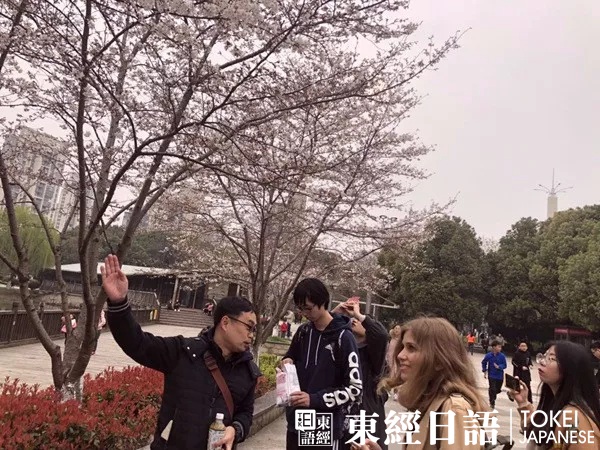 東經(jīng)日語(yǔ)玉山公園賞櫻活動(dòng)-外教為學(xué)員講解