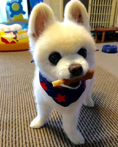 網(wǎng)紅萌犬俊介君