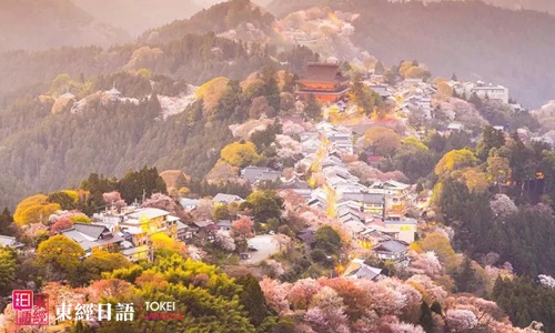 日本人戀櫻