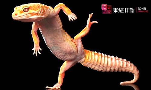 壁虎-日語(yǔ)學(xué)習(xí)-蘇州日語(yǔ)