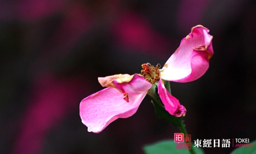 日語花的詞匯-蘇州日語-蘇州日語培訓(xùn)