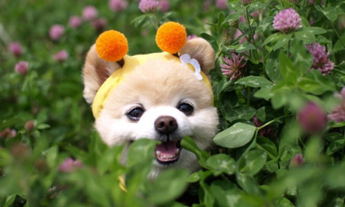 網(wǎng)紅萌犬俊介君