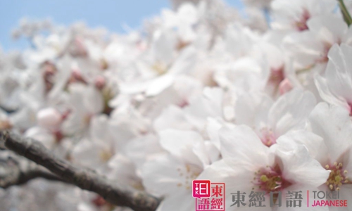 櫻花