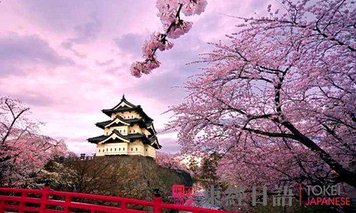 日本櫻花祭