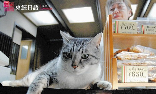 日貓咪店長人氣旺