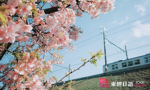 日本櫻花-日本賞櫻勝地