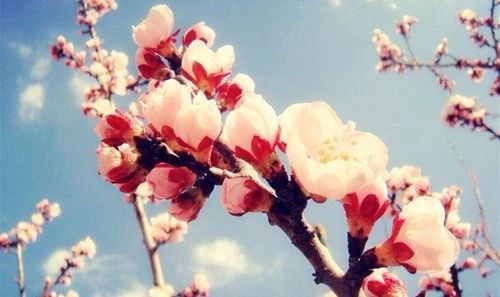 杏花-蘇州東經(jīng)日語