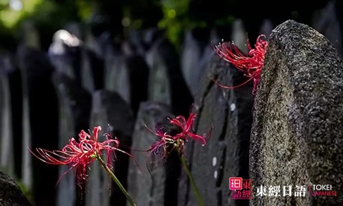 彼岸花-日本人對彼岸花的觀點(diǎn)