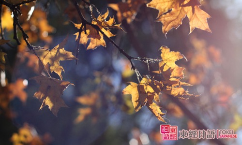 秋季日語(yǔ)詞匯-蘇州日語(yǔ)
