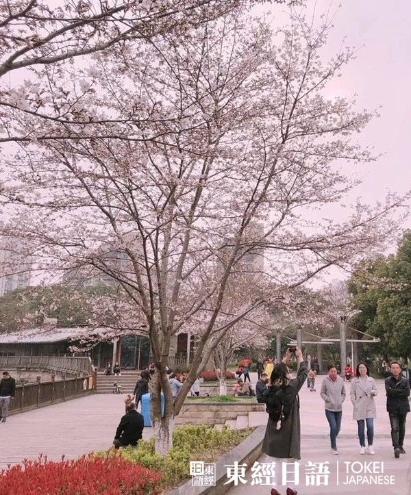 東經(jīng)日語(yǔ)玉山公園賞櫻活動(dòng)-學(xué)員賞櫻照