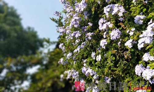 東經(jīng)日語(yǔ)東經(jīng)俱樂(lè)部活動(dòng)