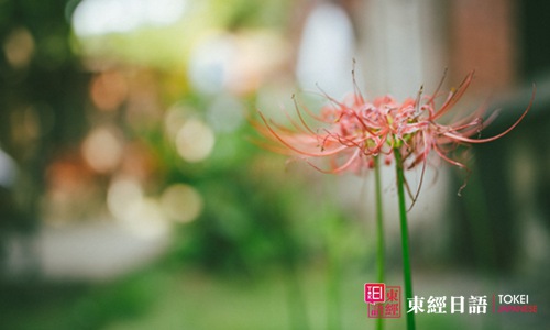 蘇州大學(xué)日語(yǔ)專(zhuān)業(yè)-蘇州新區(qū)日語(yǔ)培訓(xùn)