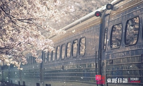 日本櫻花-日本旅游-日語口語