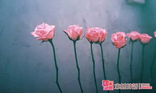 和花相關(guān)的日文單詞-日語學(xué)習(xí)班