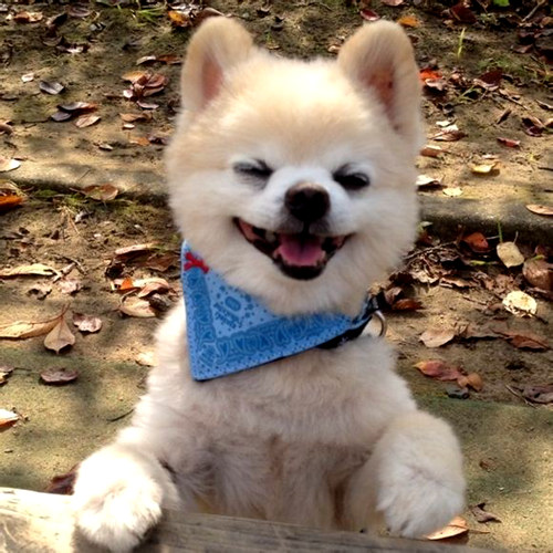 網(wǎng)紅萌犬俊介君