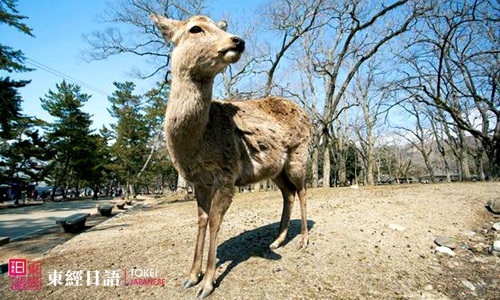日本奈良公園-日本旅游景點(diǎn)