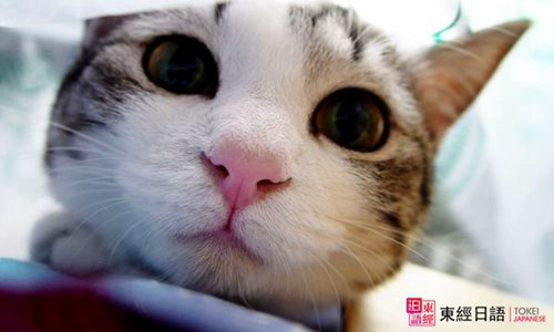 跟貓有關(guān)的日語-蘇州新區(qū)日語培訓(xùn)-蘇州日語