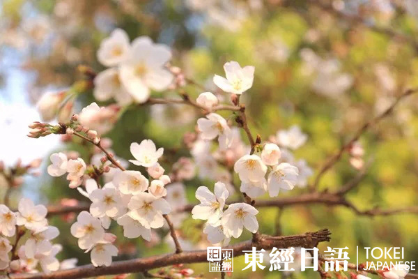 東經(jīng)日語(yǔ)玉山公園賞櫻活動(dòng)