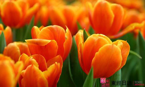 郁金香日語-蘇州日語學(xué)習(xí)-蘇州日語培訓(xùn)班