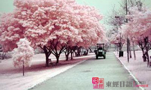 日本櫻花