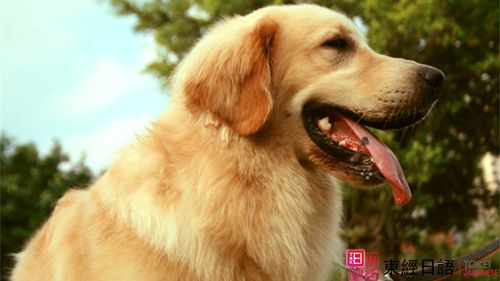 私が死ぬとき、お願(yuàn)いです、そばにいてください-蘇州東經(jīng)日語(yǔ)