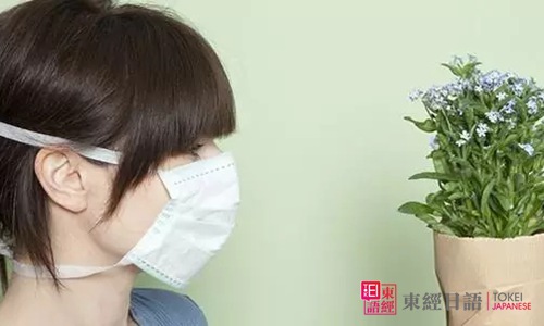 春天花粉過敏-日本人花粉易過敏的原因