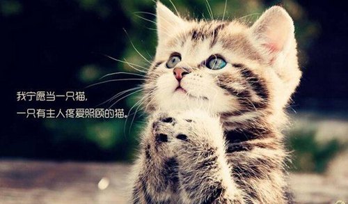 日語中和“貓”有關(guān)的俗語，你全都知道嗎？