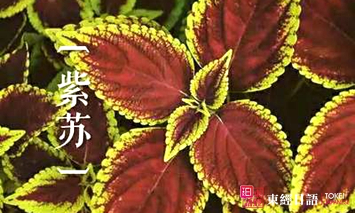 紫蘇的日語說法-紫蘇日語