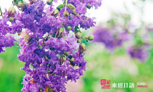 紫薇花日語-蘇州園區(qū)日語培訓(xùn)-蘇州新區(qū)日語培訓(xùn)
