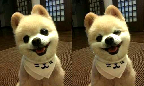 網(wǎng)紅萌犬俊介君