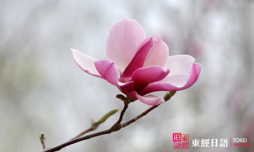 蓮花日語-蓮花的日語說法